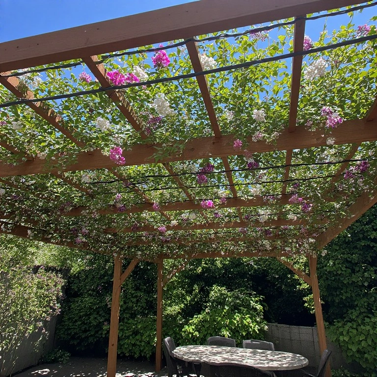 Pergola with Overhead Wires